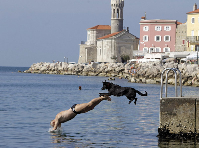 a-man-and-his-dog-jump-into-the-sea-in-piran-october-5-2014
