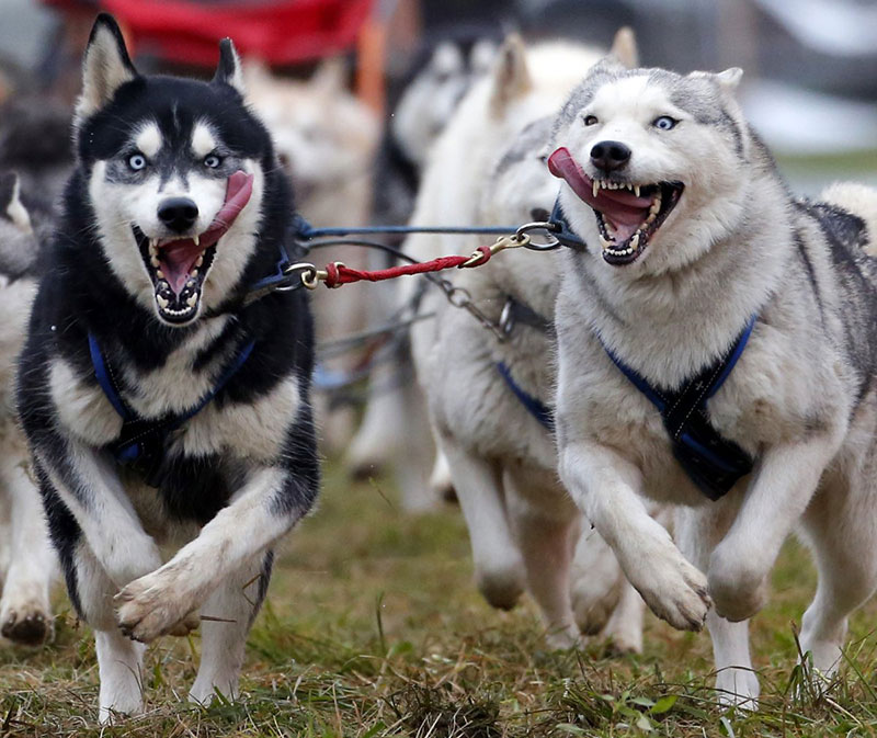 a-musher-races-with-his-dogs-during-the-european-championship-sled-dog-race-in-venek-november-22-2014