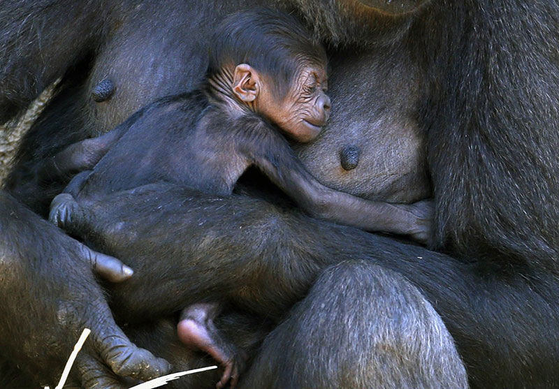 a-western-lowland-gorilla-named-mbeli-holds-her-baby-in-their-enclosure-at-sydneys-taronga-zoo-october-31-2014-the-baby-gorilla-was-born-three-days-prior-and-was-the-first-sired-by-the-zoos-new-silverbac