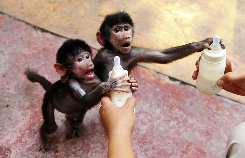 baby-hamadryas-baboons-reach-for-milk-bottles-as-a-zookeeper-feeds-them-at-a-zoo-in-hangzhou-zhejiang-province-september-17-2014