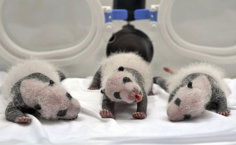 newborn-giant-panda-triplets-born-to-giant-panda