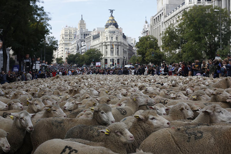 sheep-are-herded-during-the-annual-sheep-parade-through-madrid-november-2-2014-shepherds-parade-the-sheep-through-the-city-every-year-in-o