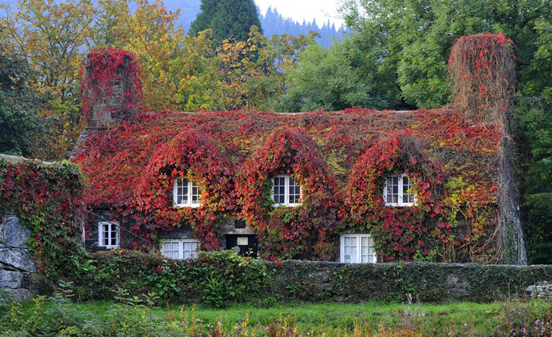 the-virginia-creeper-plant-covering-a-15th-century-cottage-housing-the-tu-hwnt-ior-bont-tearoom-in-llanrwst-north-wales-has-turned-to-copper-red-as-autumn-approaches-in-this-photo-dated-september-23-2014