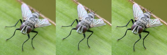 Focus_stacking_Tachinid_fly2