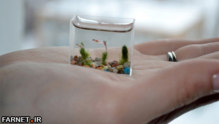 world's smallest aquarium