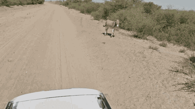 Google Street View Car Not Guilty of Donkey Murder