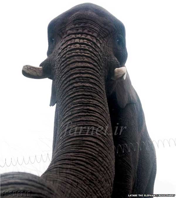 elephant-takes-selfie