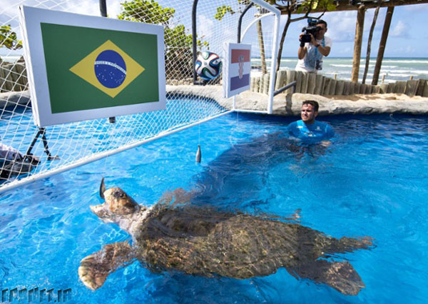 Turtle Cabecaoo predicts world cup outcome, Praia Do Forte, Brazil - 10 Jun 2014
