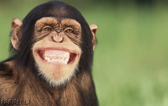 Chimpanzee-smile