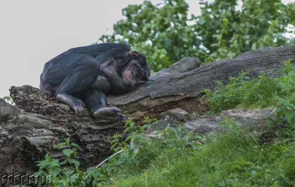 chimp-grieve