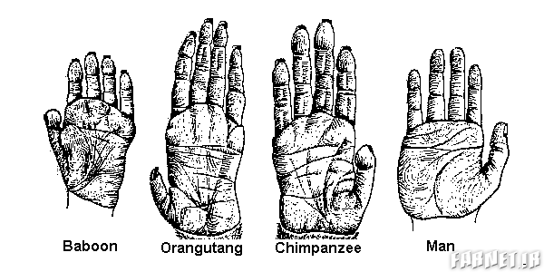 primates hand