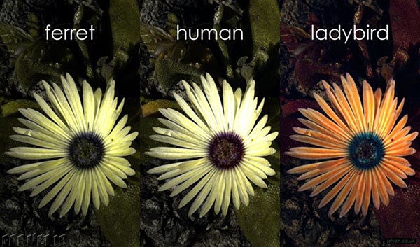 Flower-in-ferret-human-ladybird-vision