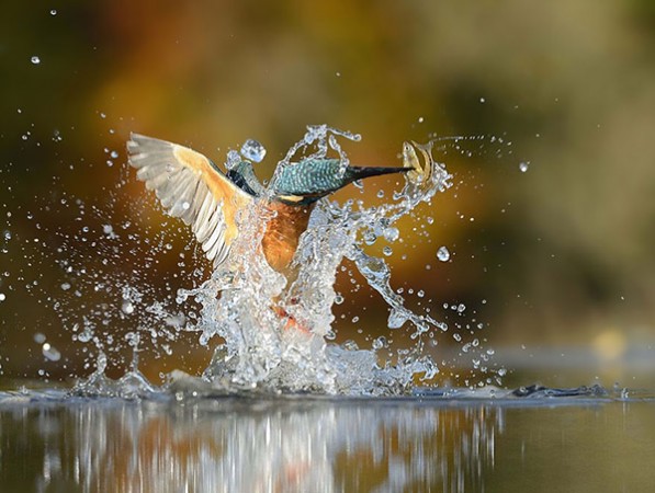 perfect-kingfisher-dive-photo-wildlife-photography-alan-mcfayden-33