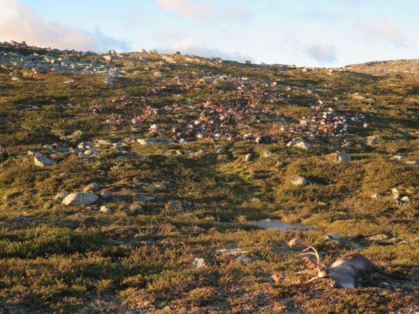kills 323 reindeer in Norway