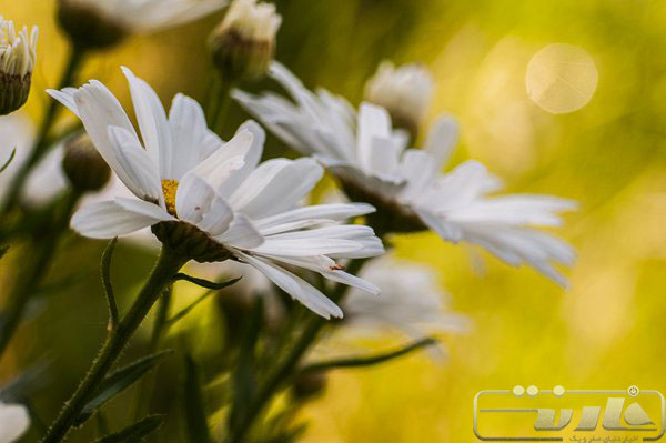 what-is-Depth-of-Field-06