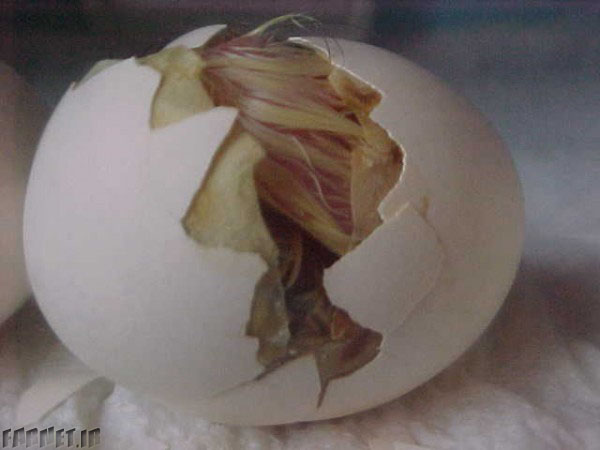 Egg To Chicken (24)