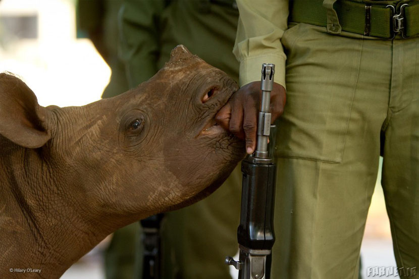 Finalists Of The 2014 Wildlife Photographer Of The Year Competition (23)