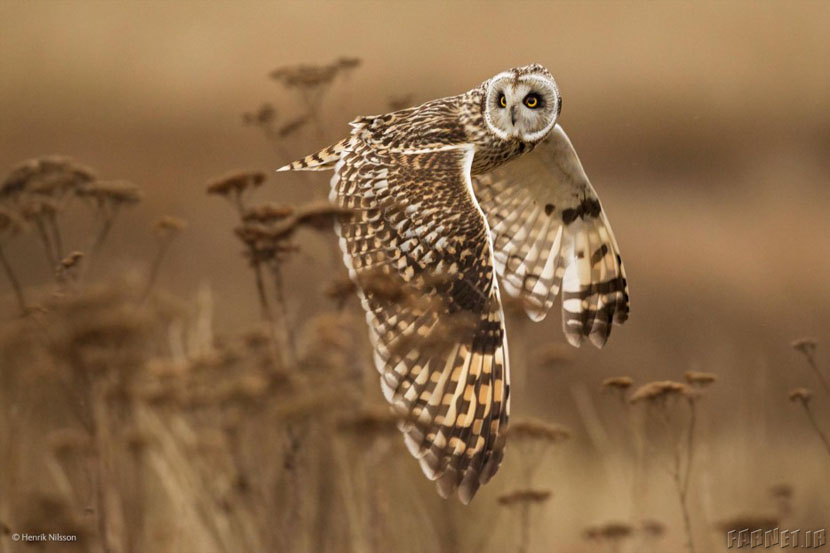Finalists Of The 2014 Wildlife Photographer Of The Year Competition (36)