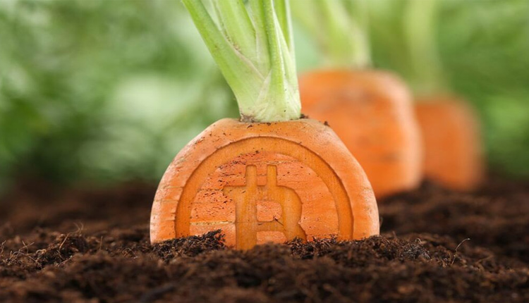 Taproot بیت کوین ارز دیجیتال