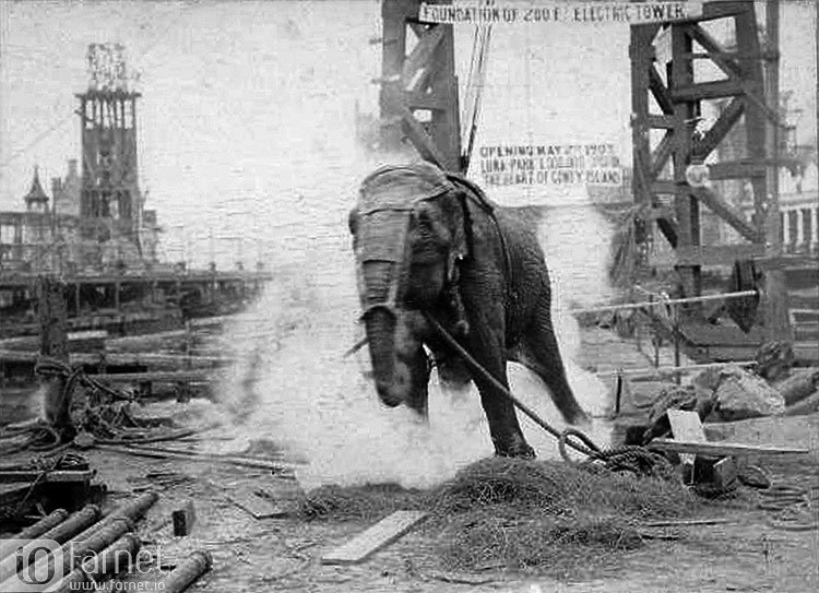 اعدام فیل با برق توسط ادیسون